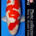 My favorite koi