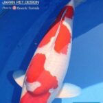 My favorite koi