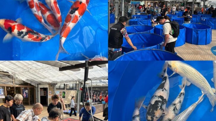成田養魚園（株）様店頭イベント 秋一番シーズンインスペシャルセール2024