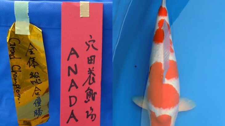 小千谷市岩間木幼魚品評会 2024年10月20日