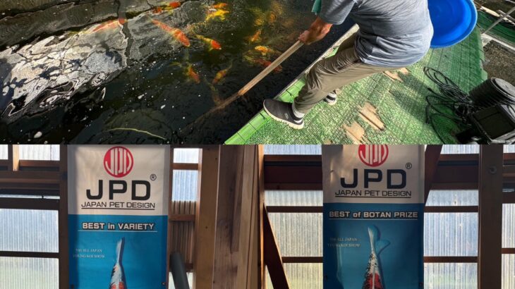 Tendou Koi Farm in Fukui prefecture