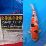 NAGAOKA Koi show 2024. October 27