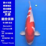 第49回東海地区総合錦鯉品評大会 2024年11月2-3日