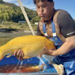 Masai Koi Farm harvest visit on 8 November②