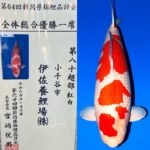 第64回 新潟県錦鯉品評会 2024年11月9日、10日