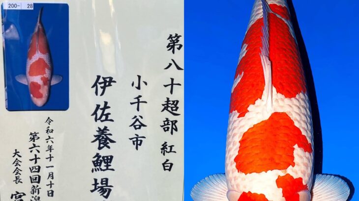 第64回 新潟県錦鯉品評会 2024年11月9日、10日