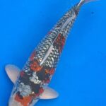 25th Hokuriku District Koi Show
