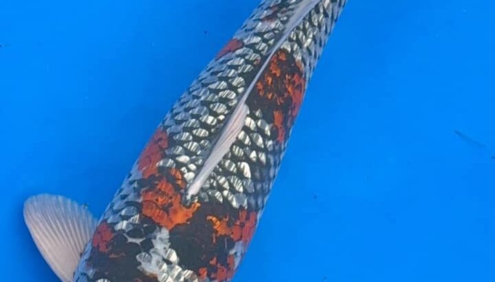 25th Hokuriku District Koi Show