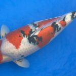 25th Hokuriku District Koi Show