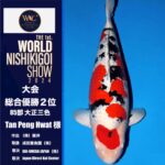 THE 1st. WORLD NISHIKIGOI SHOW2024 ①