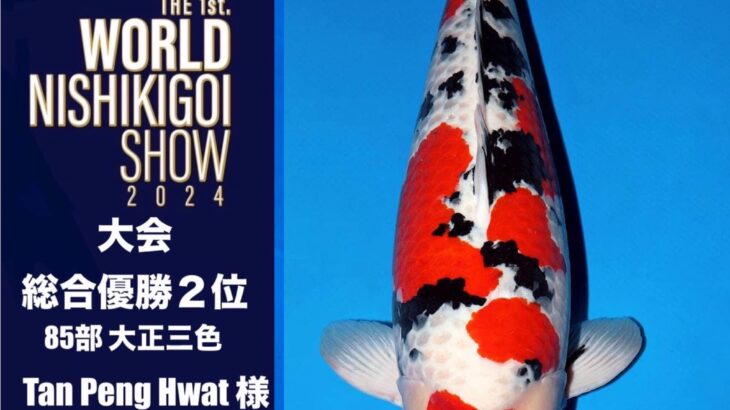 THE 1st. WORLD NISHIKIGOI SHOW2024 ①