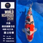 THE 1st. WORLD NISHIKIGOI SHOW 2024 ②