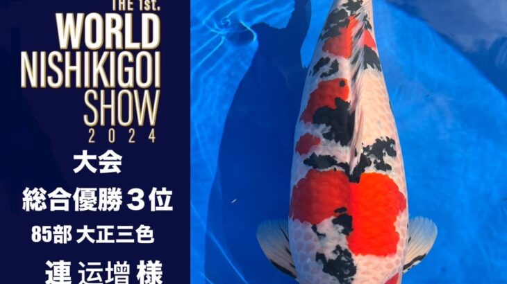 THE 1st. WORLD NISHIKIGOI SHOW 2024 ②