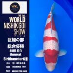 THE 1st. WORLD NISHIKIGOI SHOW 2024 ④