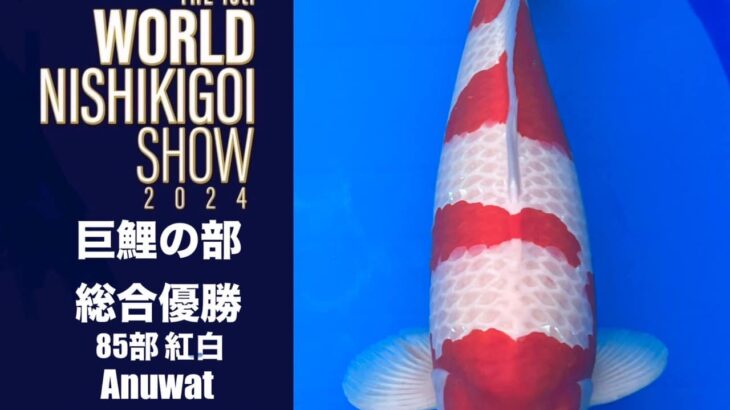 THE 1st. WORLD NISHIKIGOI SHOW 2024 ④