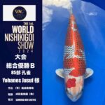 THE 1st. WORLD NISHIKIGOI SHOW 2024 ③