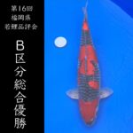 第16回福岡県若鯉品評会 2024年11月10日