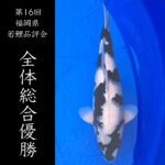 第16回福岡県若鯉品評会 2024年11月10日