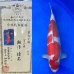 第25回北陸地区総合錦鯉品評会