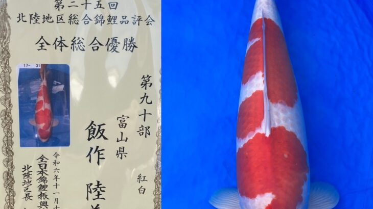 第25回北陸地区総合錦鯉品評会