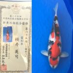 第25回北陸地区総合錦鯉品評会