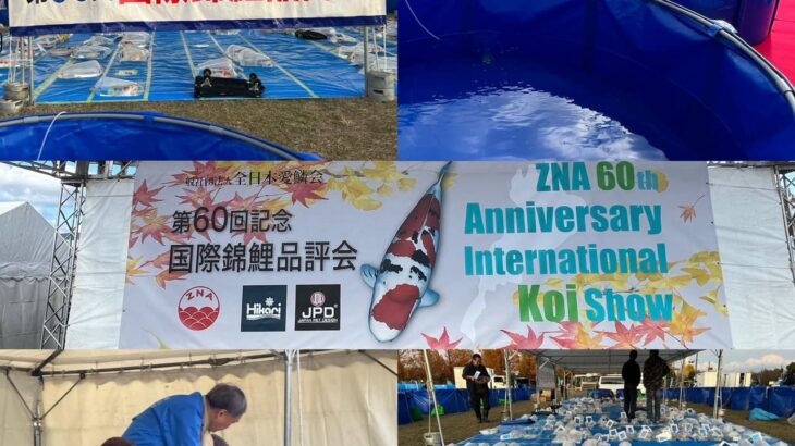 全日本愛鱗会第60回記念国際錦鯉品評会搬入日