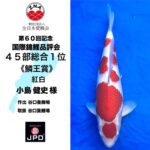 60th Anniversary ZNA International Koi Show In Lake Biwa Museum ⑦