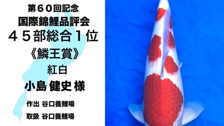 60th Anniversary ZNA International Koi Show In Lake Biwa Museum ⑦