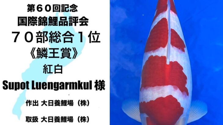 60th Anniversary ZNA International Koi Show In Lake Biwa Museum ⑤