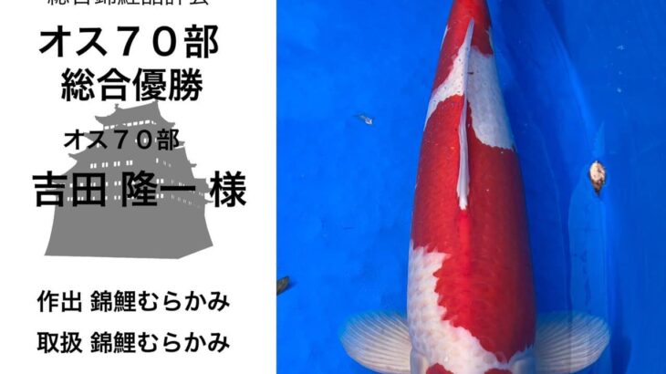 関西地区総合錦鯉品評会2024