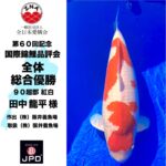 60th Anniversary ZNA International Koi Show In Lake Biwa Museum ①