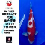 60th Anniversary ZNA International Koi Show In Lake Biwa Museum ②