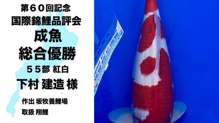 60th Anniversary ZNA International Koi Show In Lake Biwa Museum ②