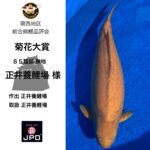 関西地区総合錦鯉品評会2024
