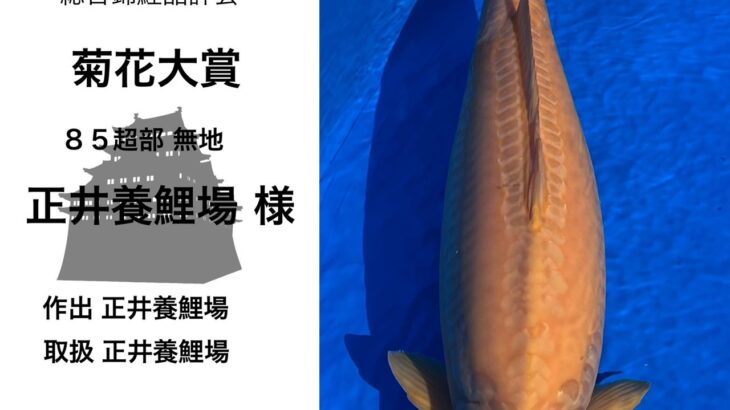 関西地区総合錦鯉品評会2024