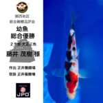 関西地区総合錦鯉品評会2024