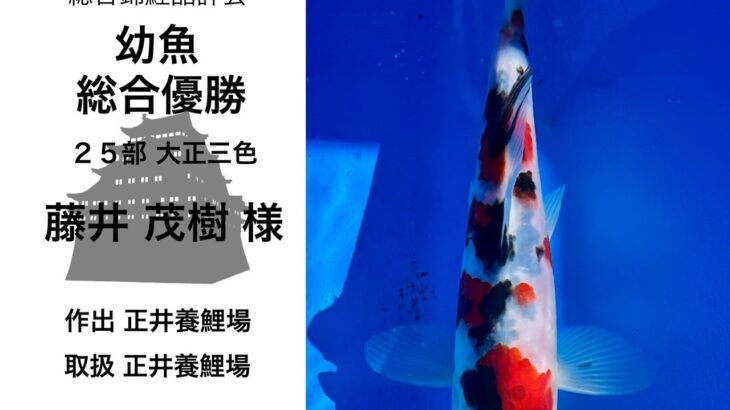 関西地区総合錦鯉品評会2024
