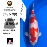 関西地区総合錦鯉品評会2024