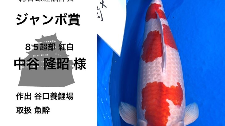 関西地区総合錦鯉品評会2024