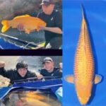 60th Anniversary [ZNA International Koi Show ]