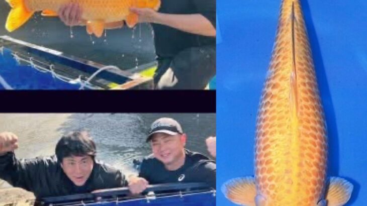 60th Anniversary [ZNA International Koi Show ]