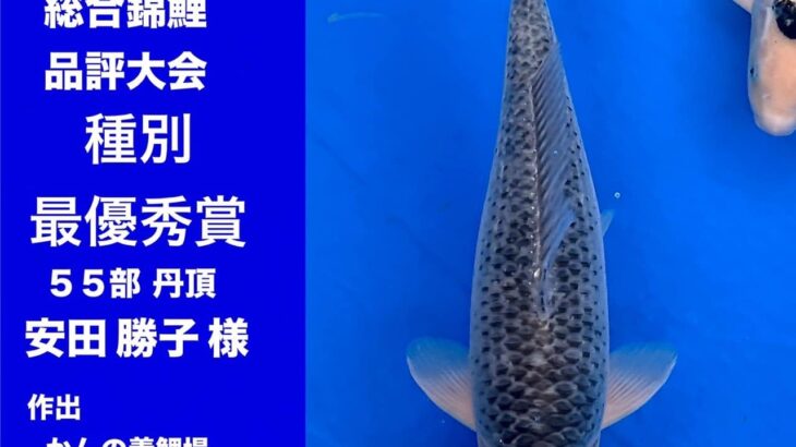The 49th Tokai District Koi Show