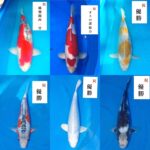 関西地区総合錦鯉品評会 2024年12月8日
