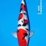 THE 55th ALL JAPAN CONBINED NISHIKIGOI SHOW 2025 国魚賞