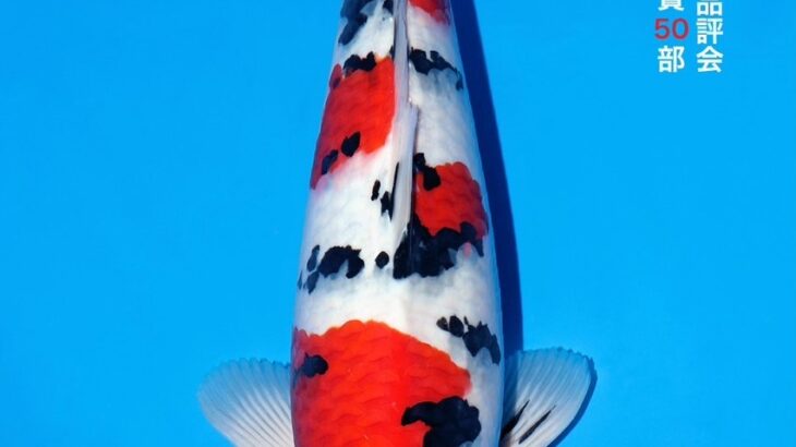 THE 55th ALL JAPAN CONBINED NISHIKIGOI SHOW 2025 国魚賞