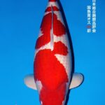 THE 55th ALL JAPAN CONBINED NISHIKIGOI SHOW 2025 国魚賞オスの部