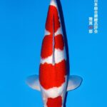 THE 55th ALL JAPAN CONBINED NISHIKIGOI SHOW 2025 雅賞