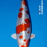 THE 55th ALL JAPAN CONBINED NISHIKIGOI SHOW 2025 桜賞