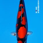THE 55th ALL JAPAN CONBINED NISHIKIGOI SHOW 2025 桜賞