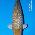 THE 55th ALL JAPAN CONBINED NISHIKIGOI SHOW 2025 椿賞